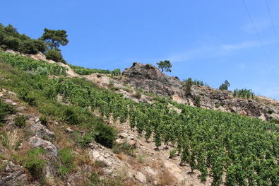 Domaine du Tunnel Stephane Robert Steep Cornas Hillside Vineyards